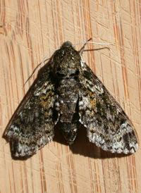 Pawpaw Sphinx
